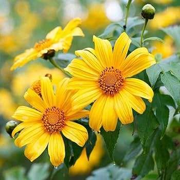 Mexican Sunflower